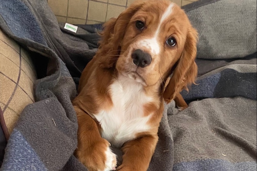 Puppy Prep
