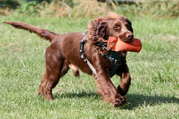 Fun Gundog Classes