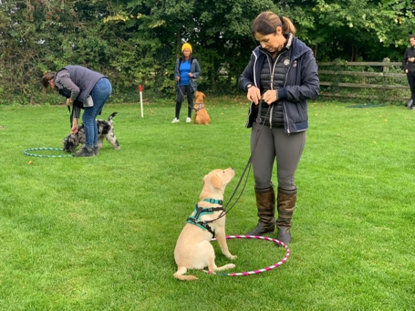 Adult Dog Classes